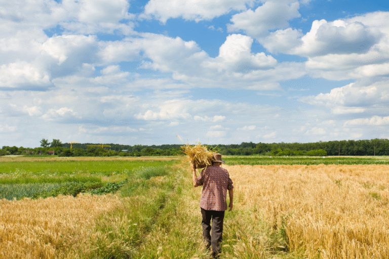 Asesoría y acompañamiento en cada proceso agrícola y pecuario