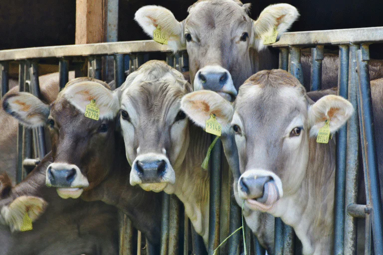 Inseminación Artificial Bovina: el camino más seguro y rentable para mejorar la genética de tu hato con Parcelagro