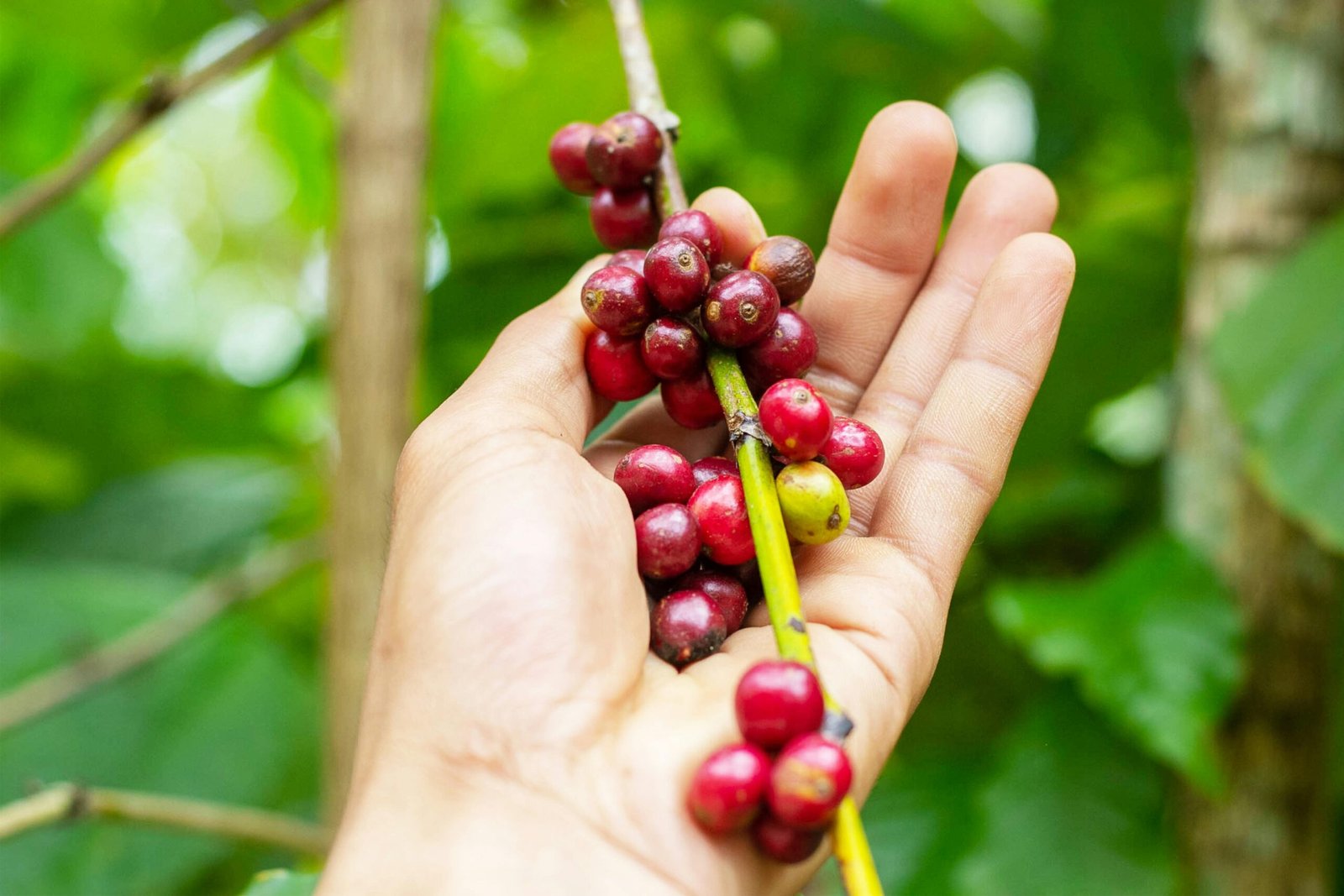 bioestimulantes y fertilizantes de cafe