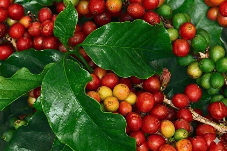 La guía que todo caficultor del Huila debería conocer: cómo elegir el fertilizante NPK correcto para aumentar la producción de café y frutales