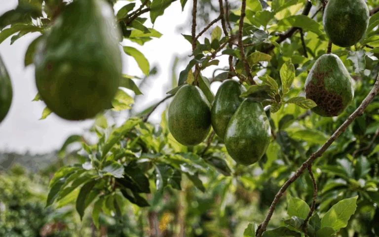 Aguacate Hass y cítricos: 7 estrategias poderosas para evitar la caída de frutos