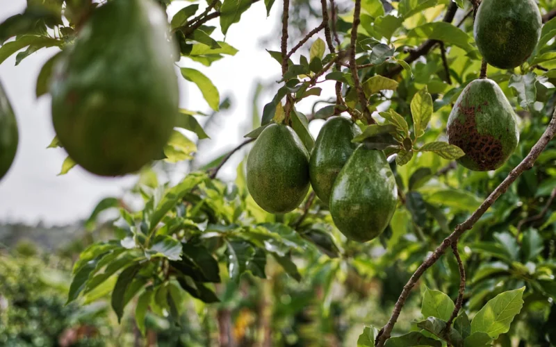 aguacate hass