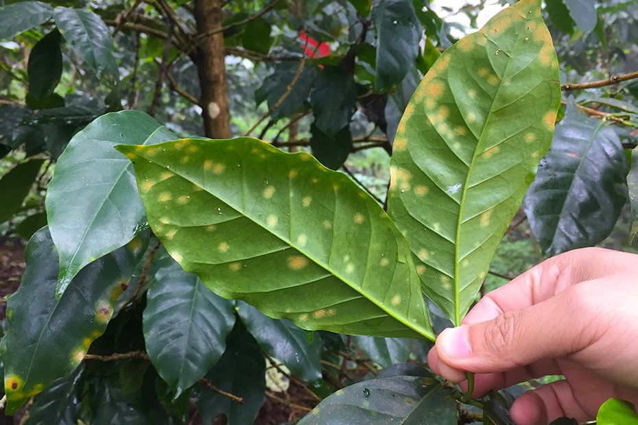 prevencion de hongos