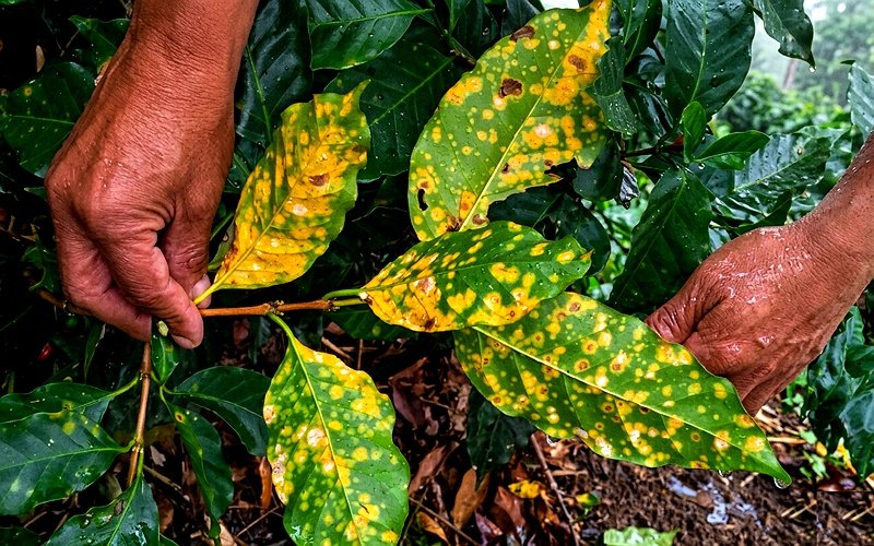 prevencion-hongos-cultivos-huila