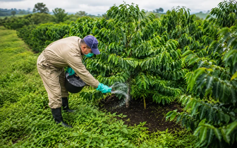 llenado de frutos