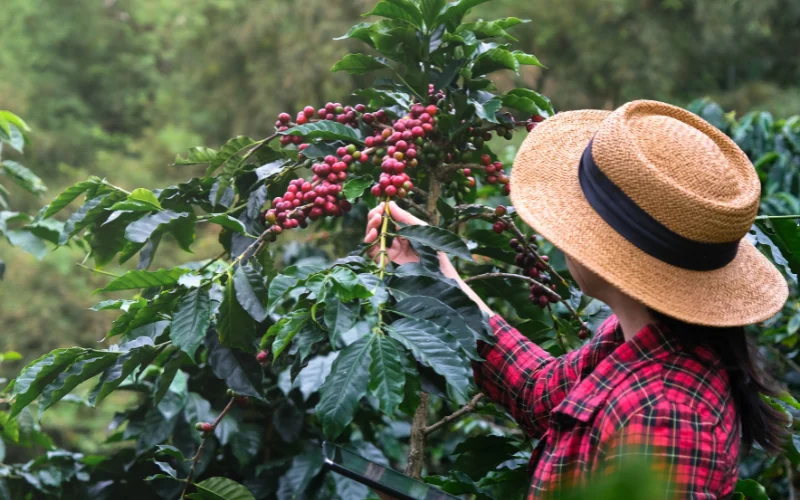 nutrición del cafe