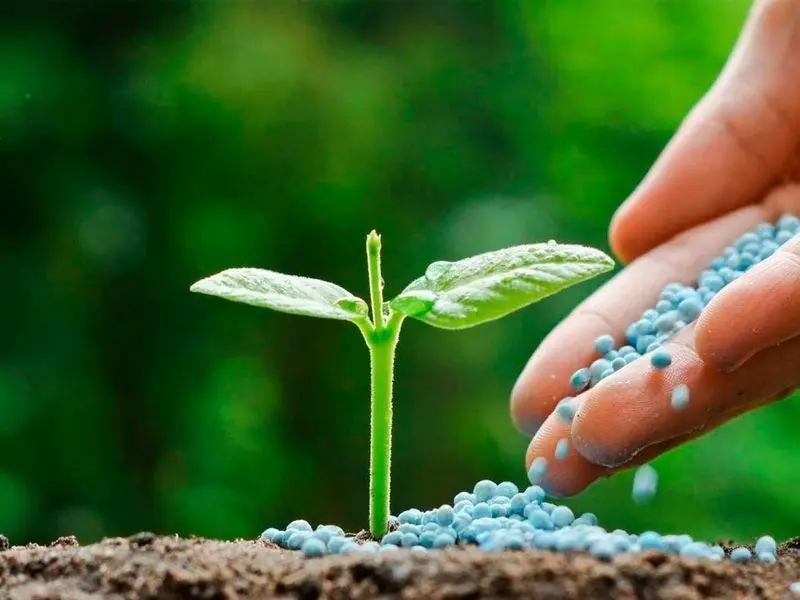 fertilización técnica en temporada de lluvias en cultivos del Huila