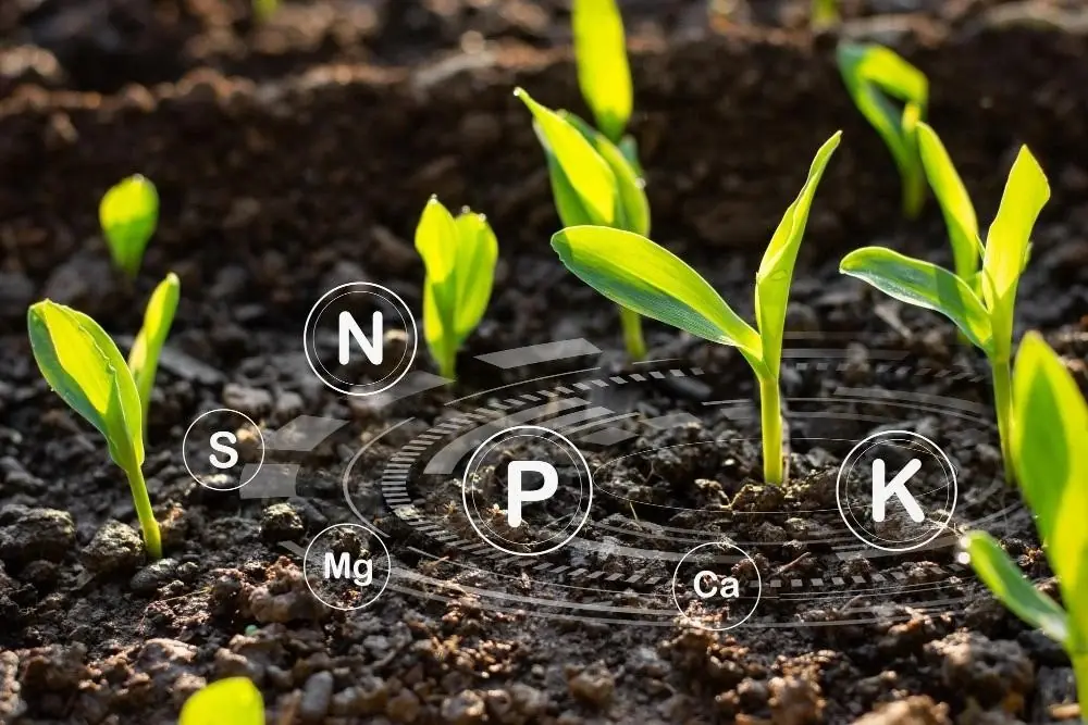 movimiento de nutrientes en suelo húmedo para cultivos agrícolas