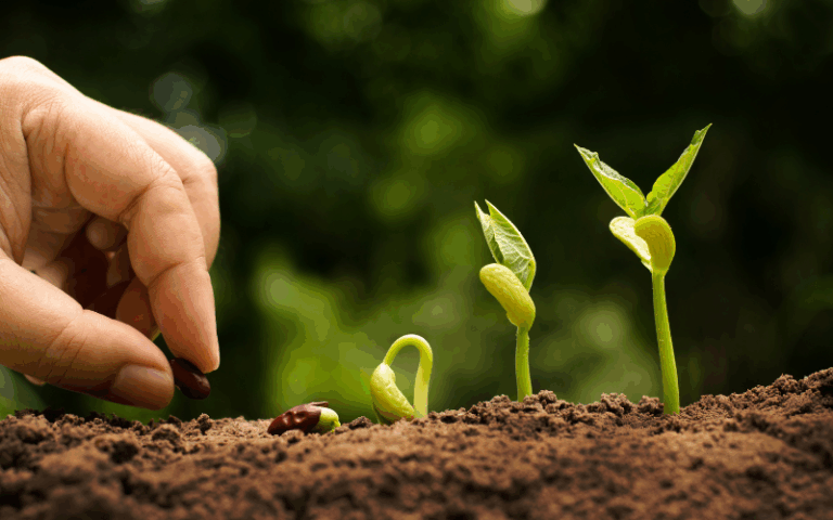 5 poderosas claves de recuperación vegetal en cultivos