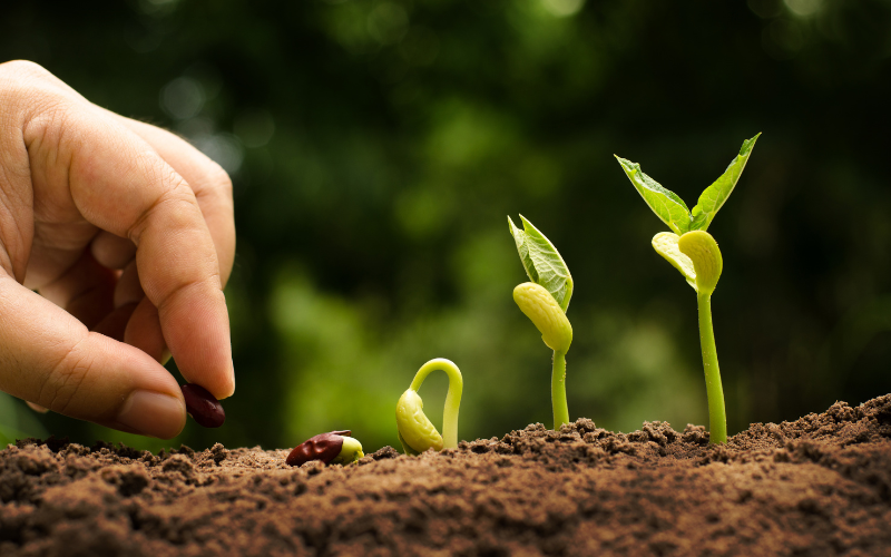 recuperación vegetal en cultivos agrícolas con fertilización balanceada
