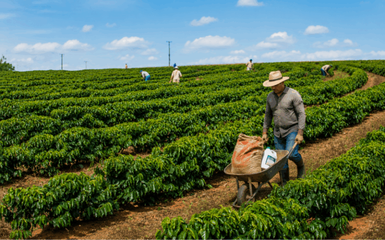 Llenado de frutos: 5 claves poderosas para producir más